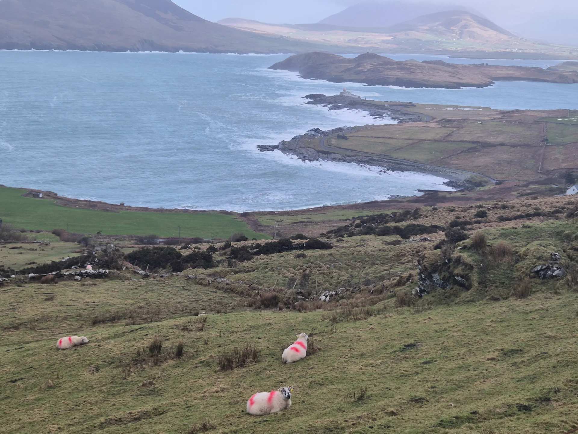 " Costal contentment on the Slea Head Drive Dingle Co Kerry "