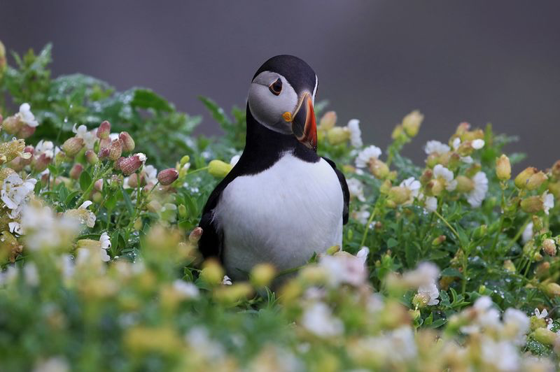 Puffin from Skellig Michael