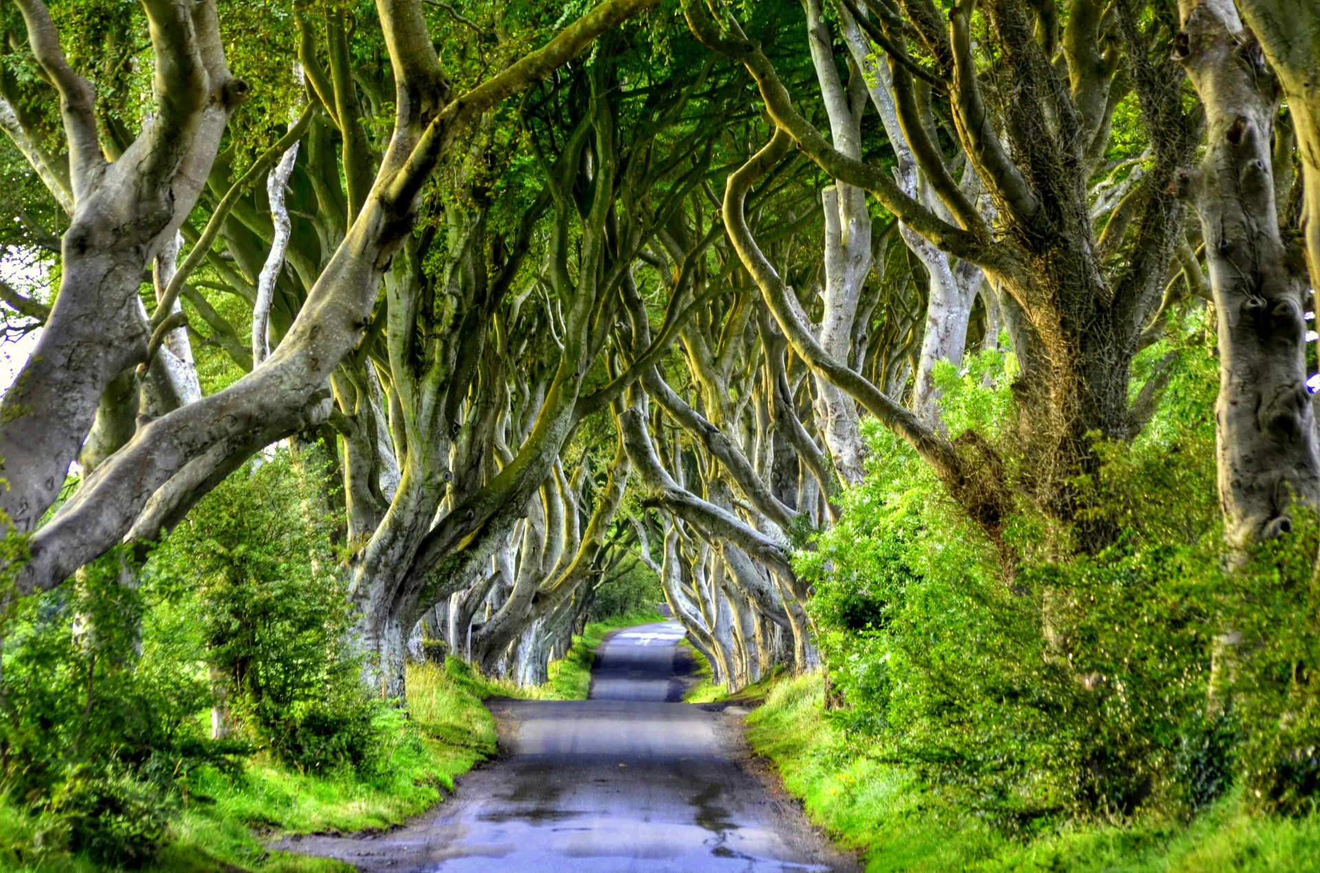 Dark Hedges