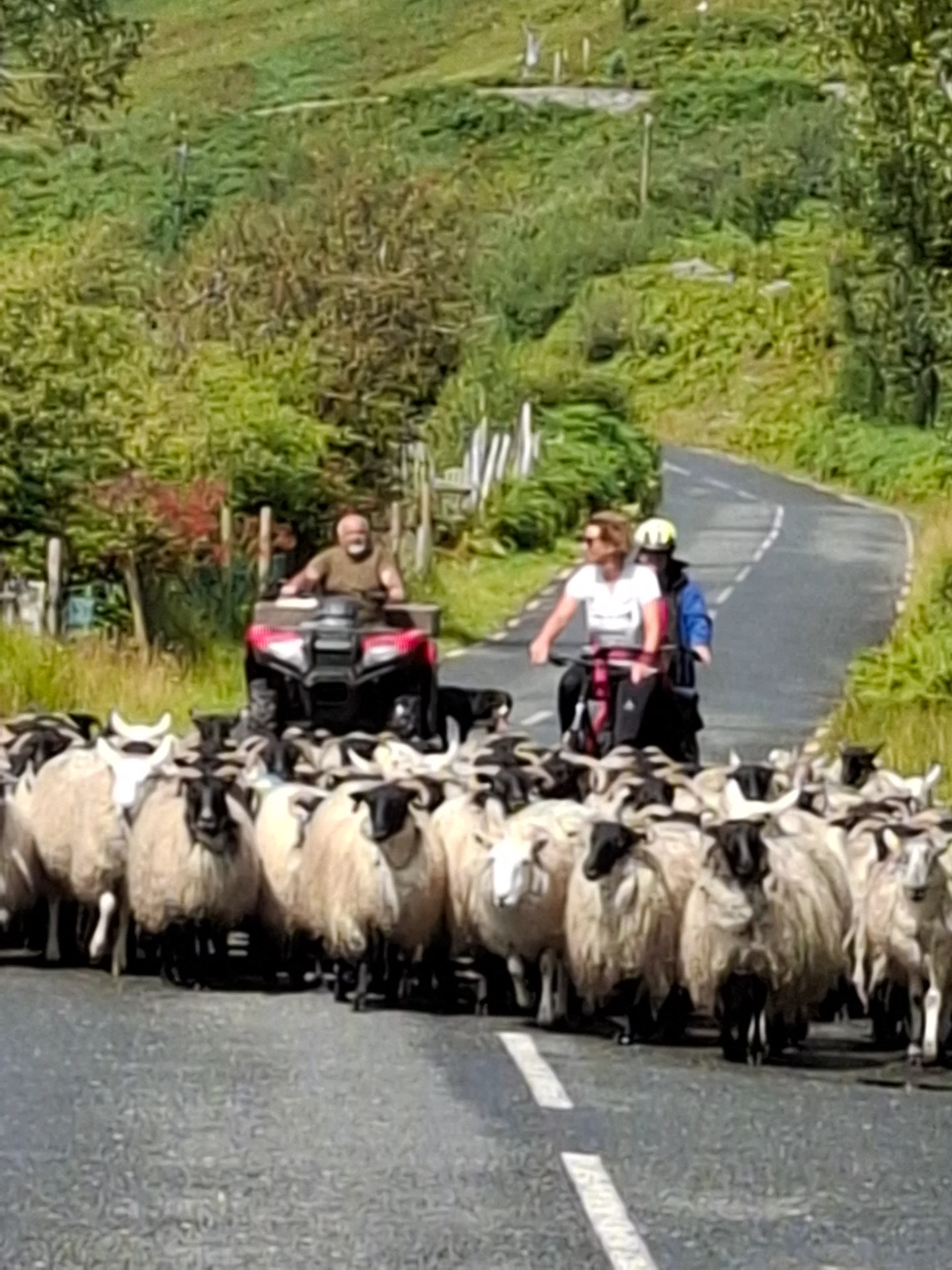 Traffic jam in Connemara!
